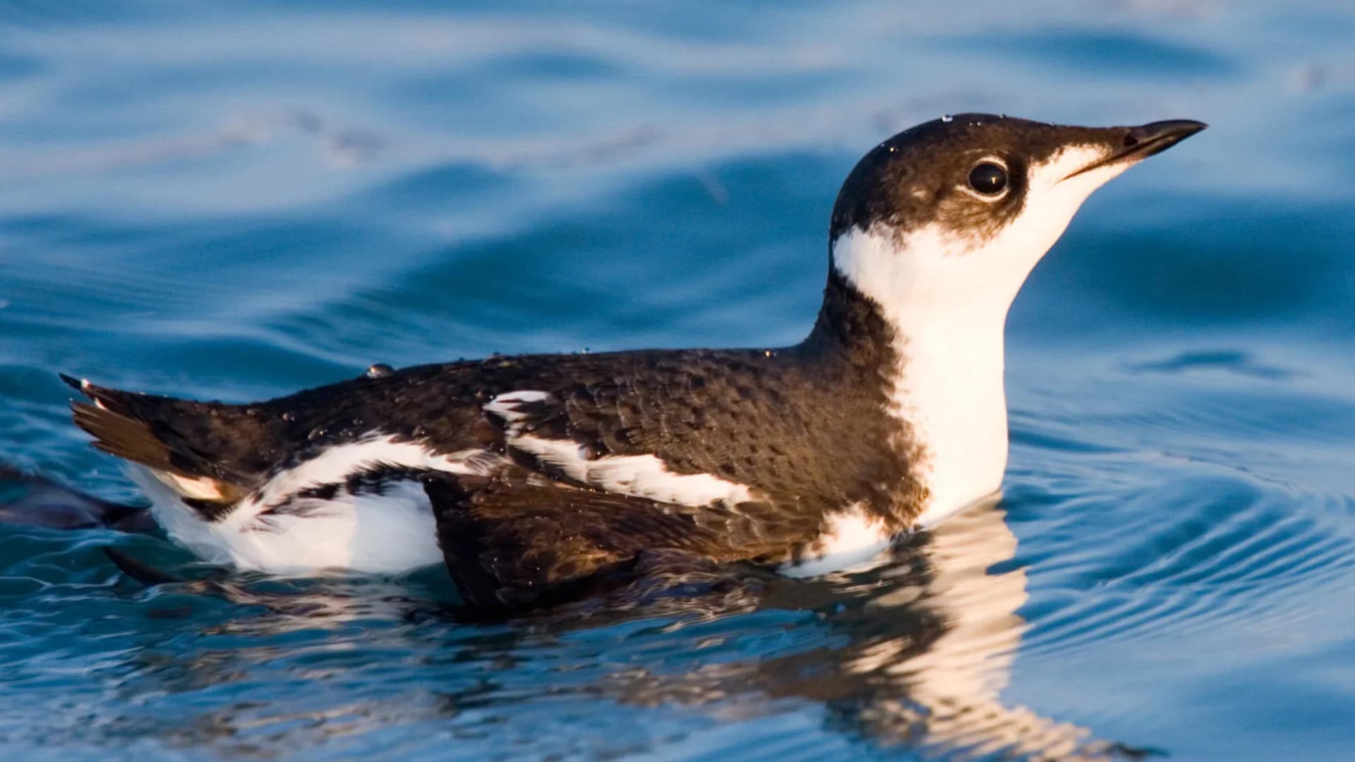 Custom RadiusVision camera system designed for Marbled Murrelet conservation research