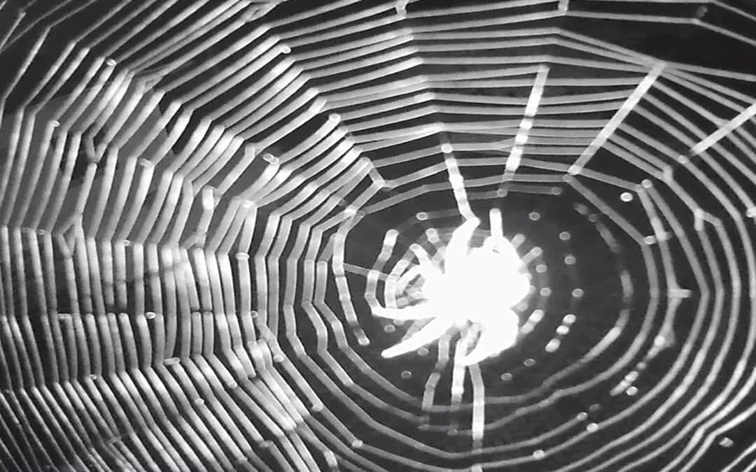 Spider Webs on Your Cameras — Tech Talk #25 banner image